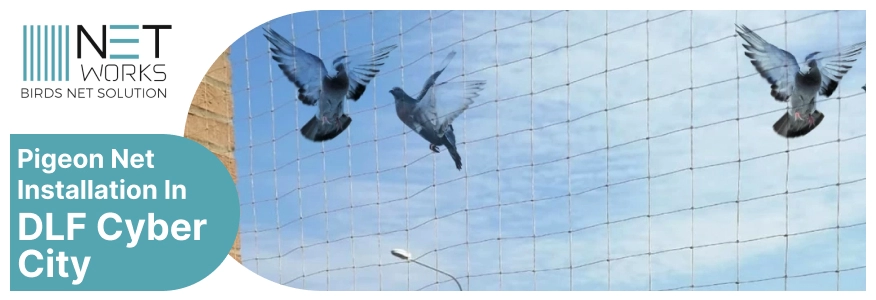 Pigeon Net Installation in DLF Cyber City